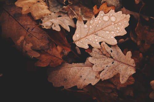 Fall Forward with Efficiency: Top 15 Tips to Prepare Your HVAC System for Cooler Weather